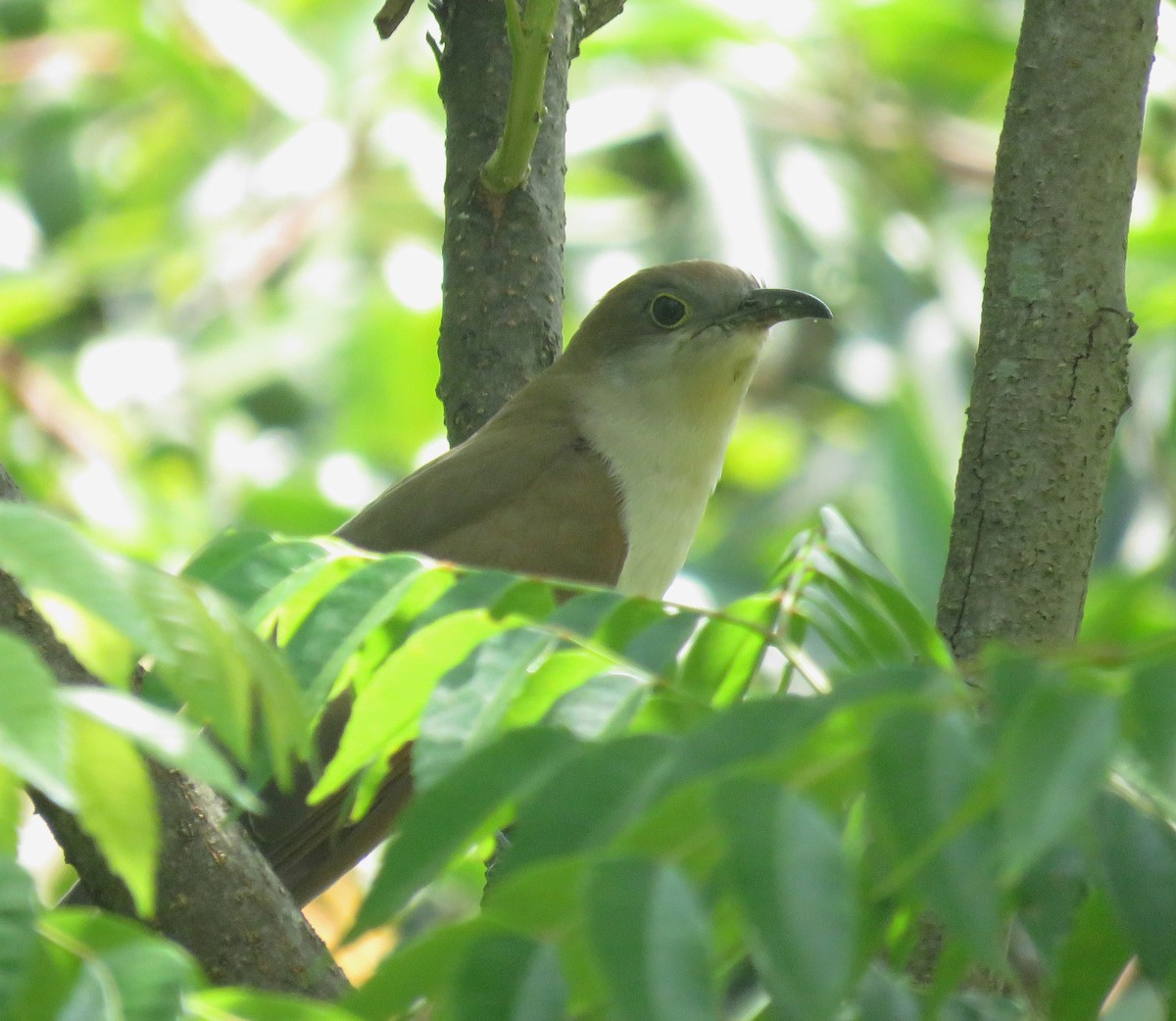 קוקיה שחורת-מקור - ML643725195