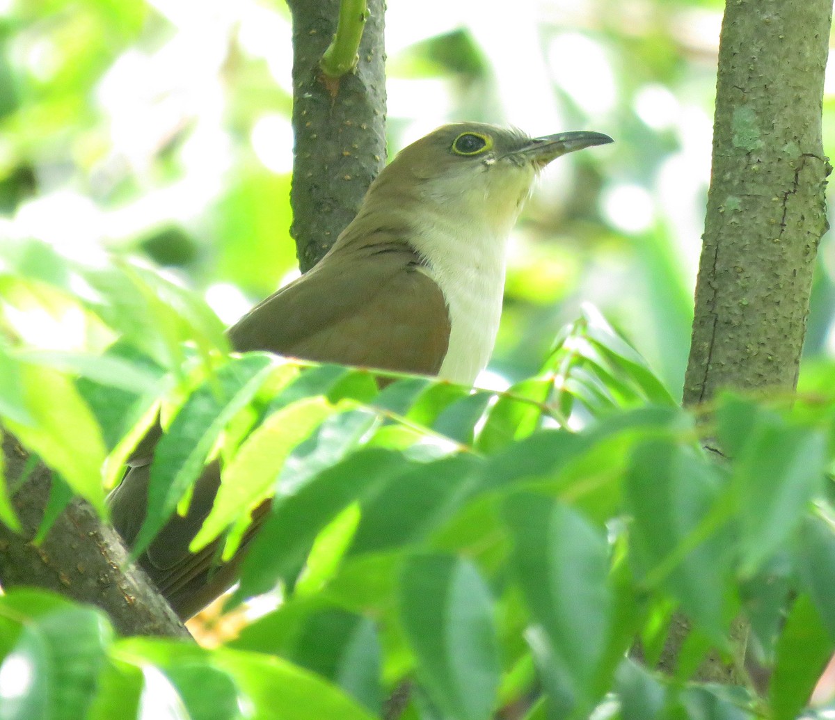קוקיה שחורת-מקור - ML643725196
