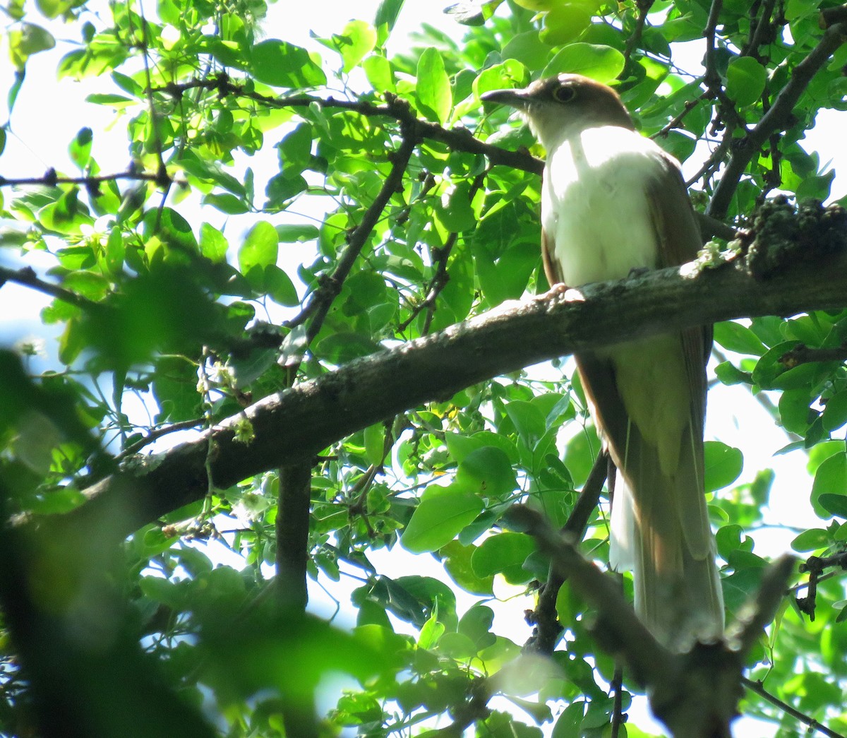 קוקיה שחורת-מקור - ML643725197