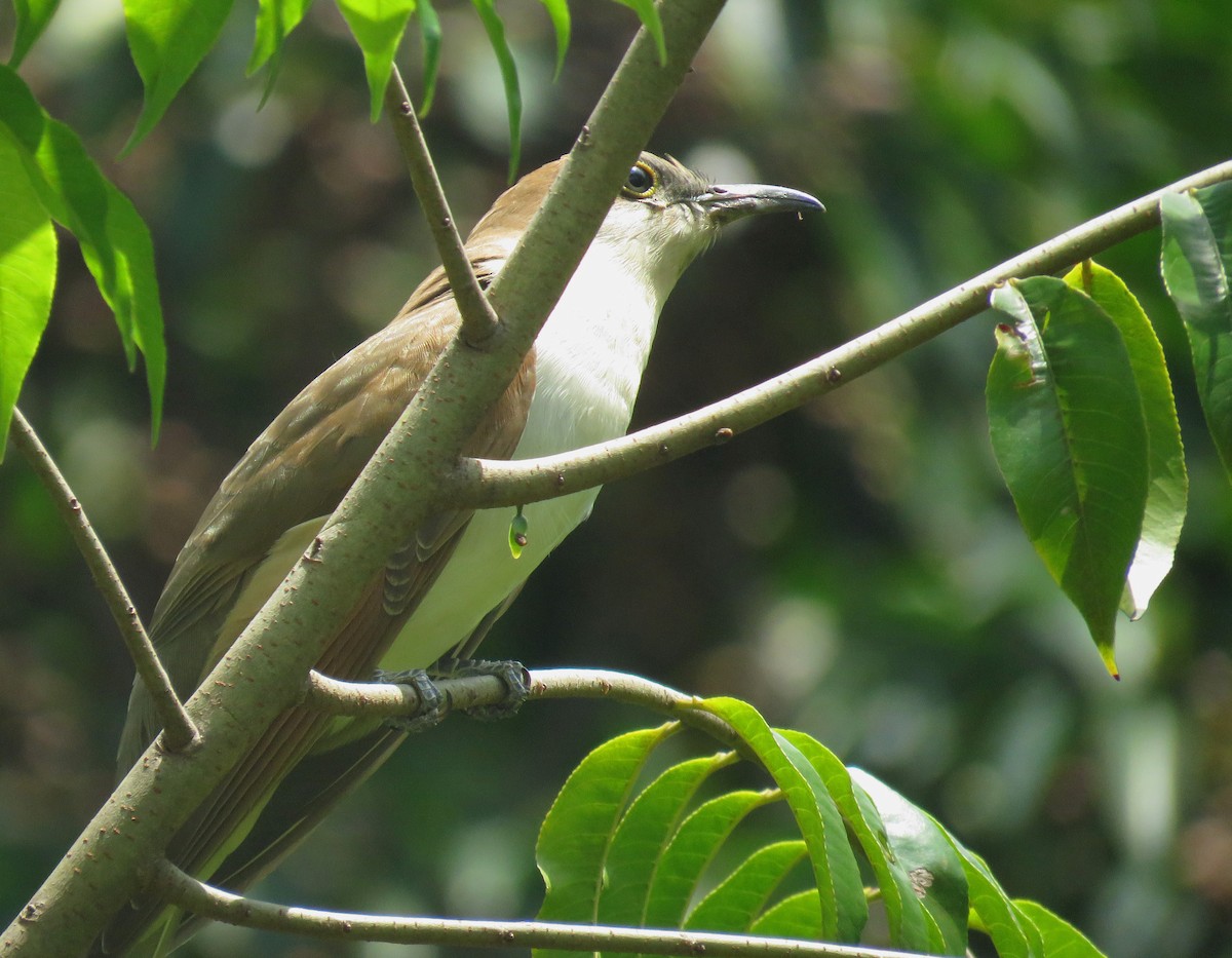 קוקיה שחורת-מקור - ML643725198