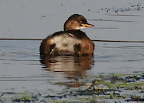 Pygmy Cormorant - ML643725219