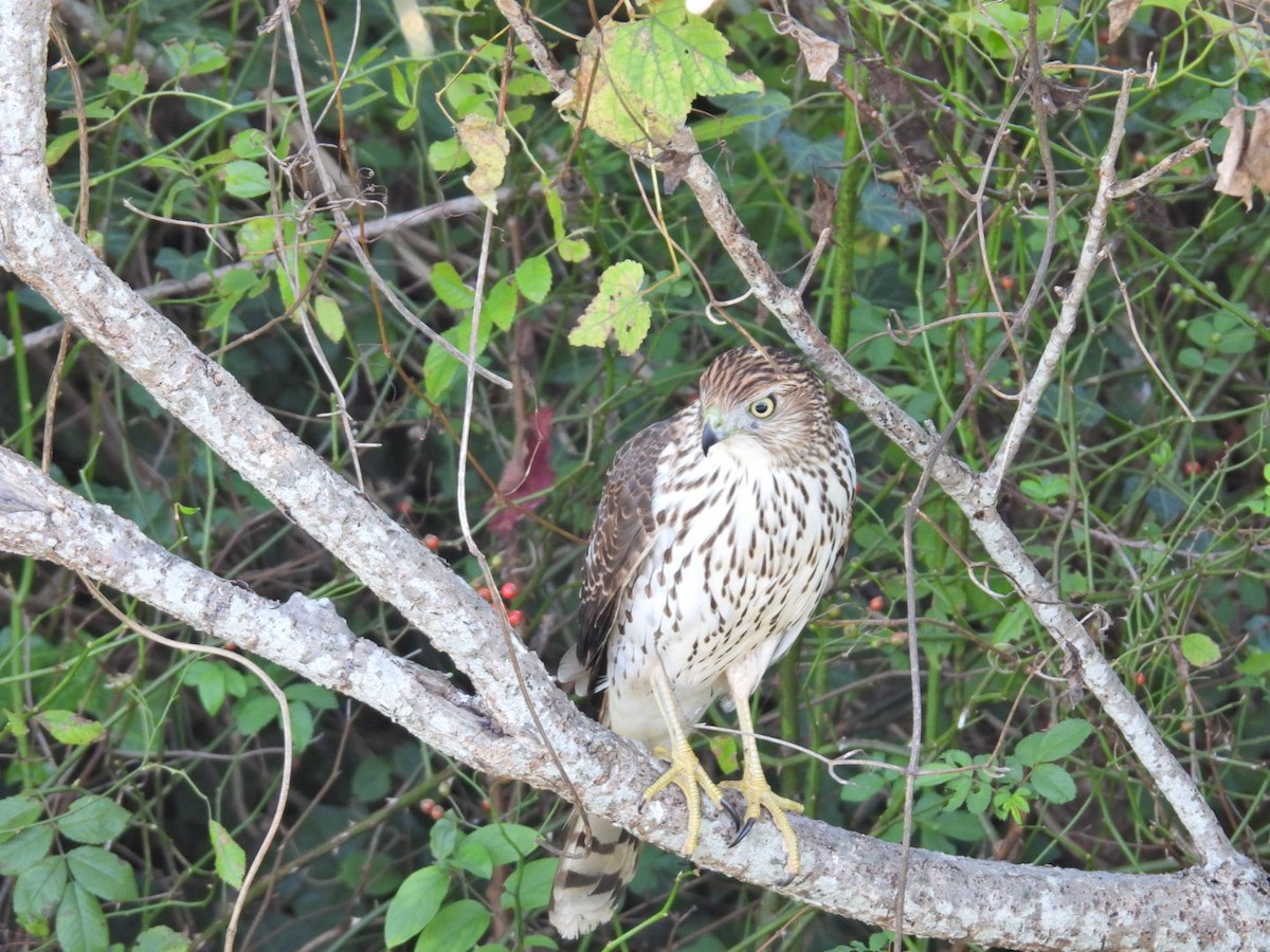 Cooper's Hawk - ML643725258