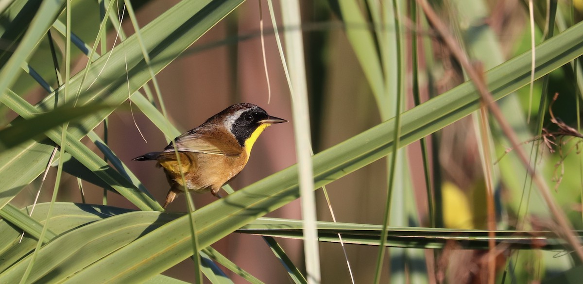 Common Yellowthroat - ML643725259