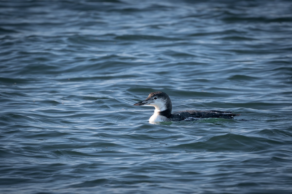 Common Loon - ML643725262
