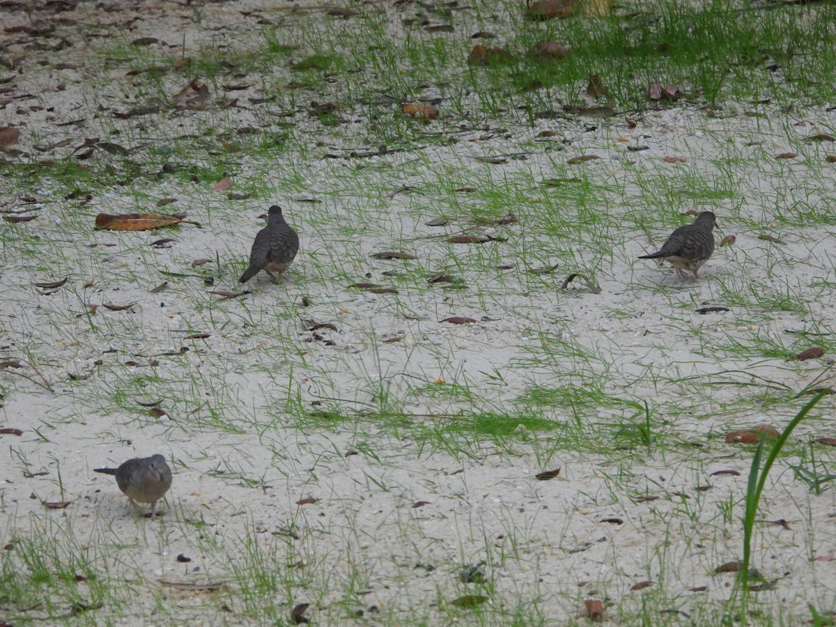 Inca Dove - ML643725282