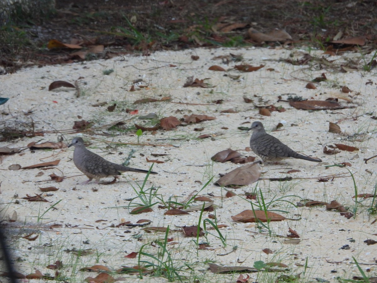 Inca Dove - ML643725283