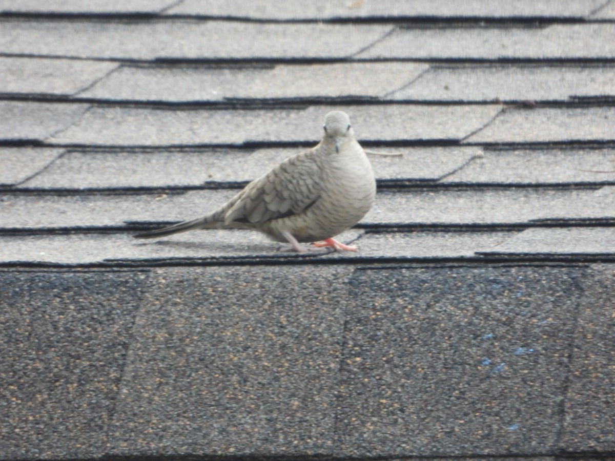 Inca Dove - ML643725284