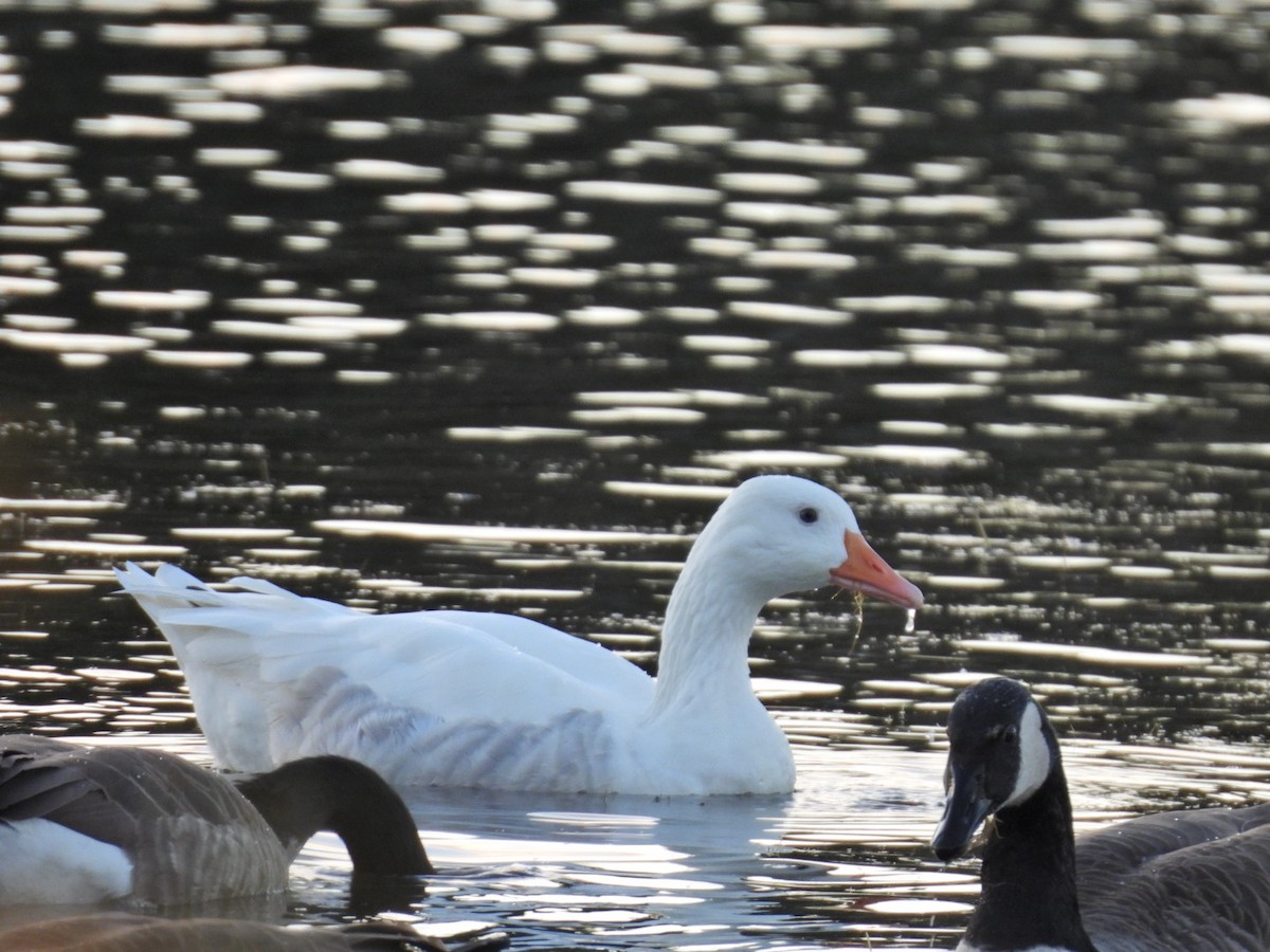 Snow Goose - ML643725291