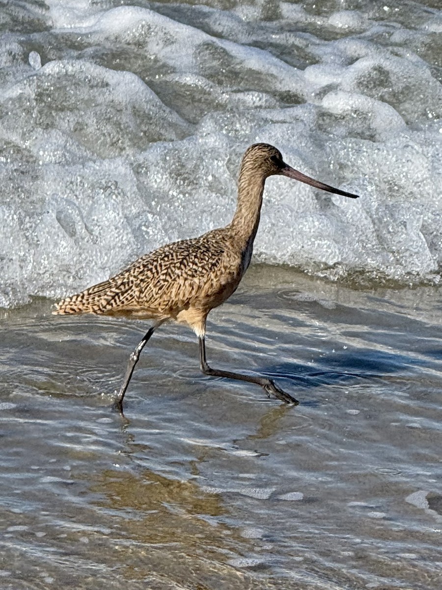 Marbled Godwit - ML643725338