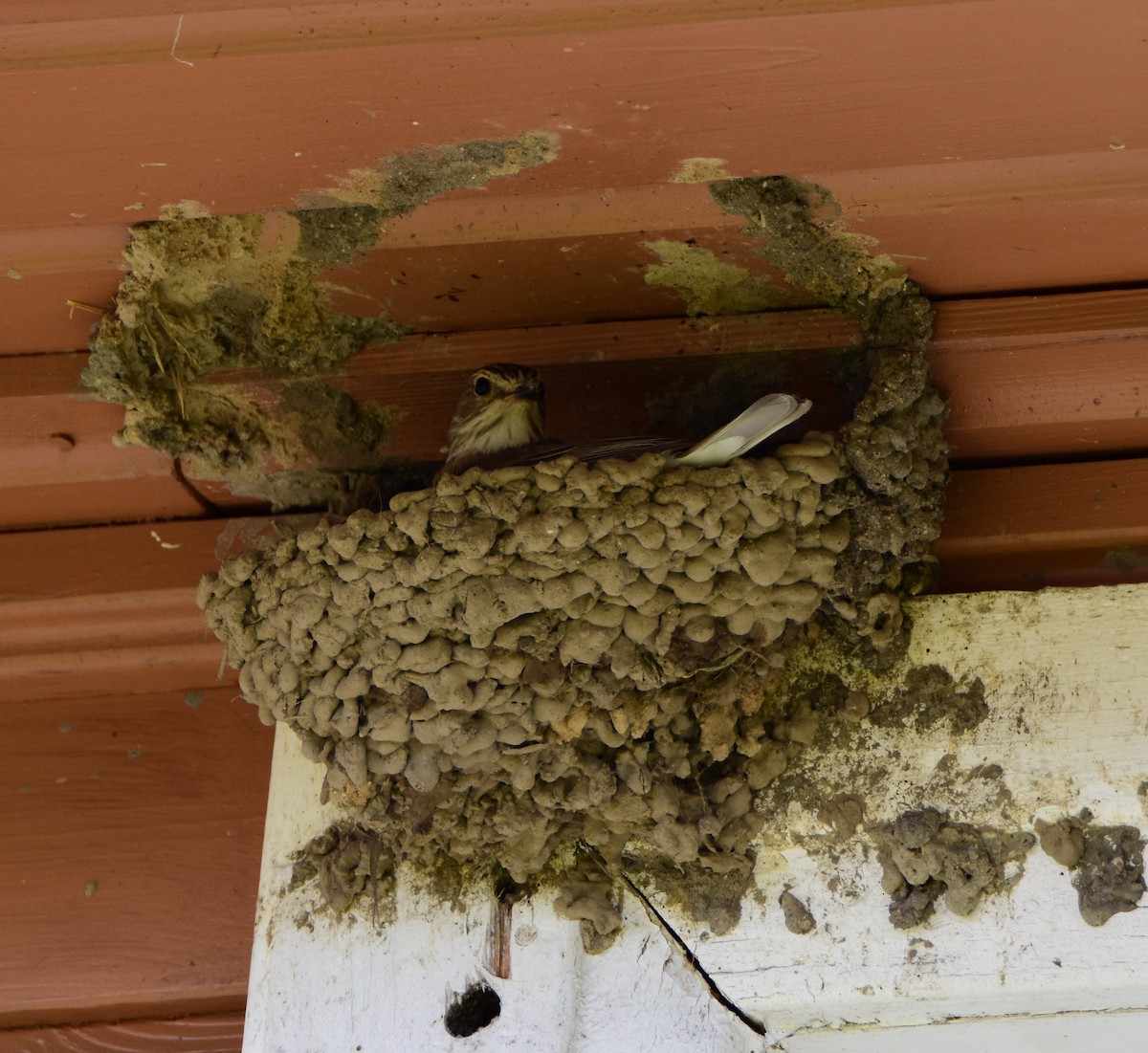 Spotted Flycatcher - ML643725346