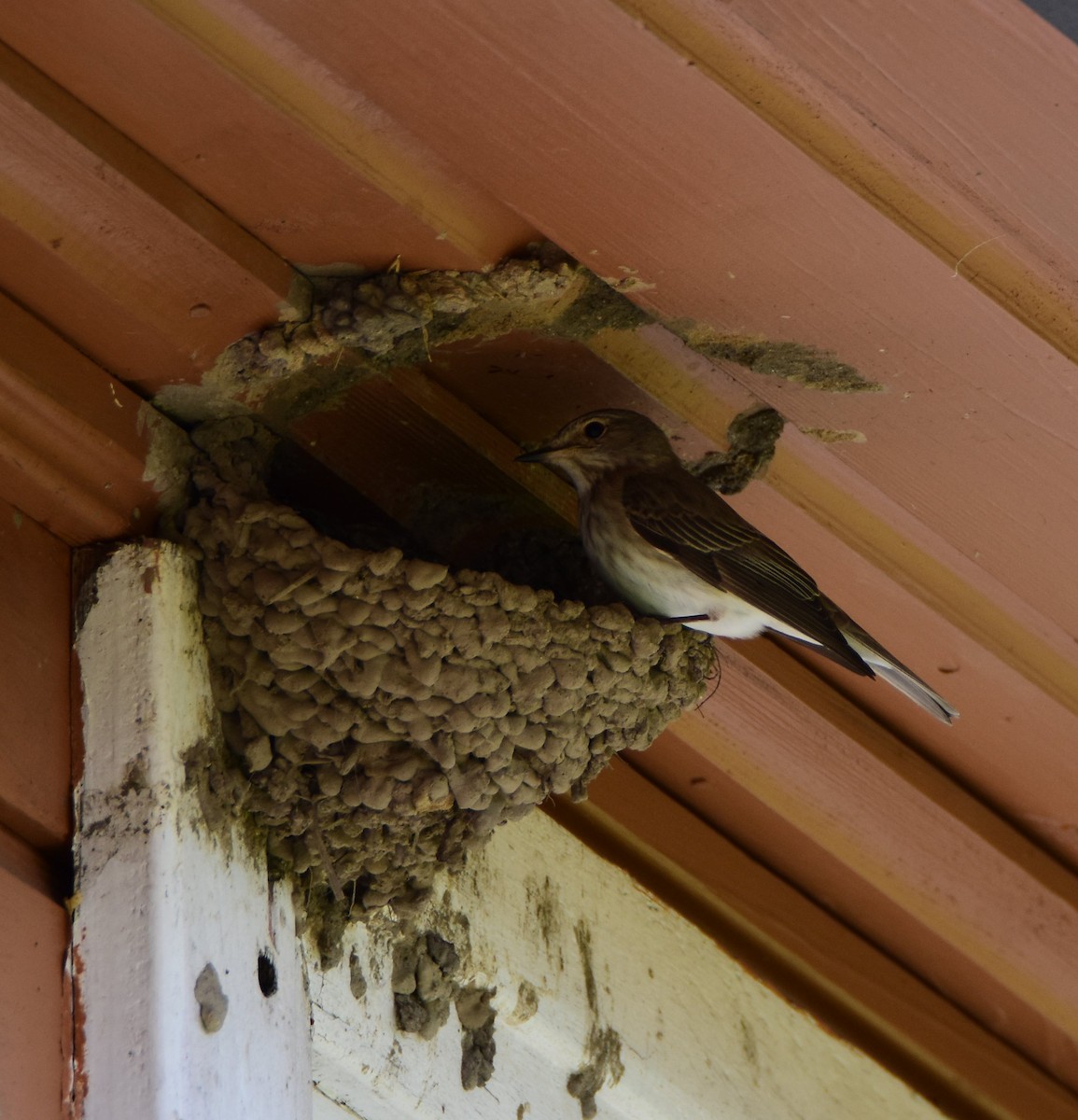 Spotted Flycatcher - ML643725347