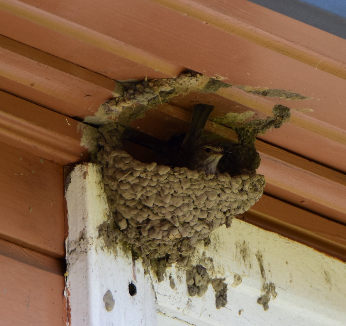 Spotted Flycatcher - ML643725351