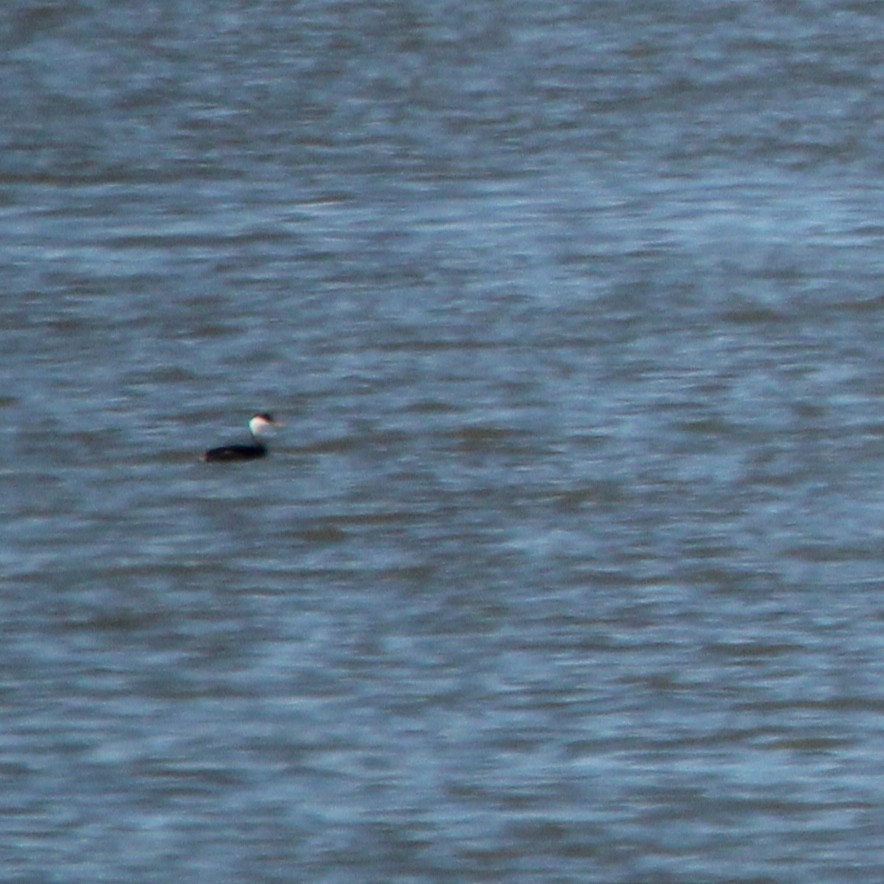 Clark's Grebe - ML643725354