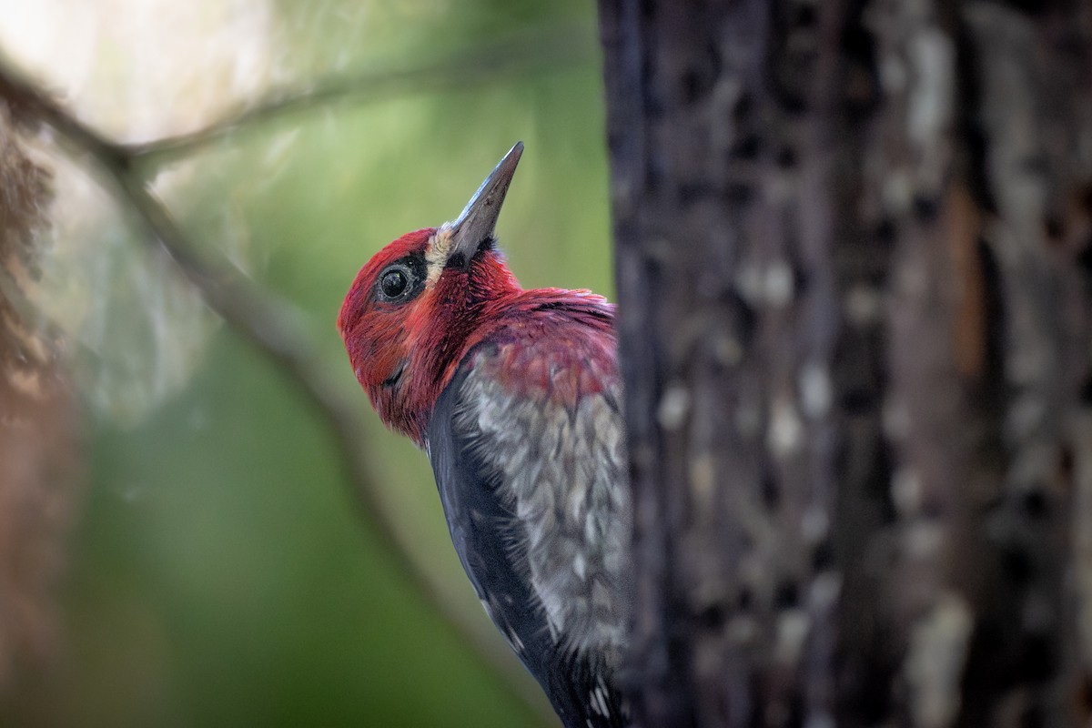 Red-breasted Sapsucker - ML643725357