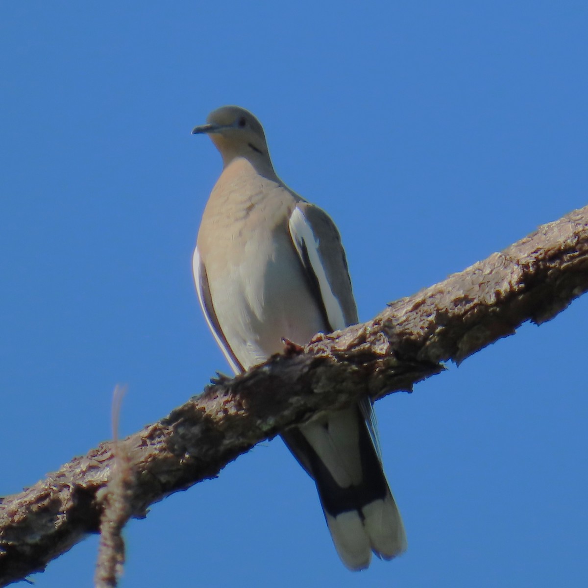 White-winged Dove - ML643725364