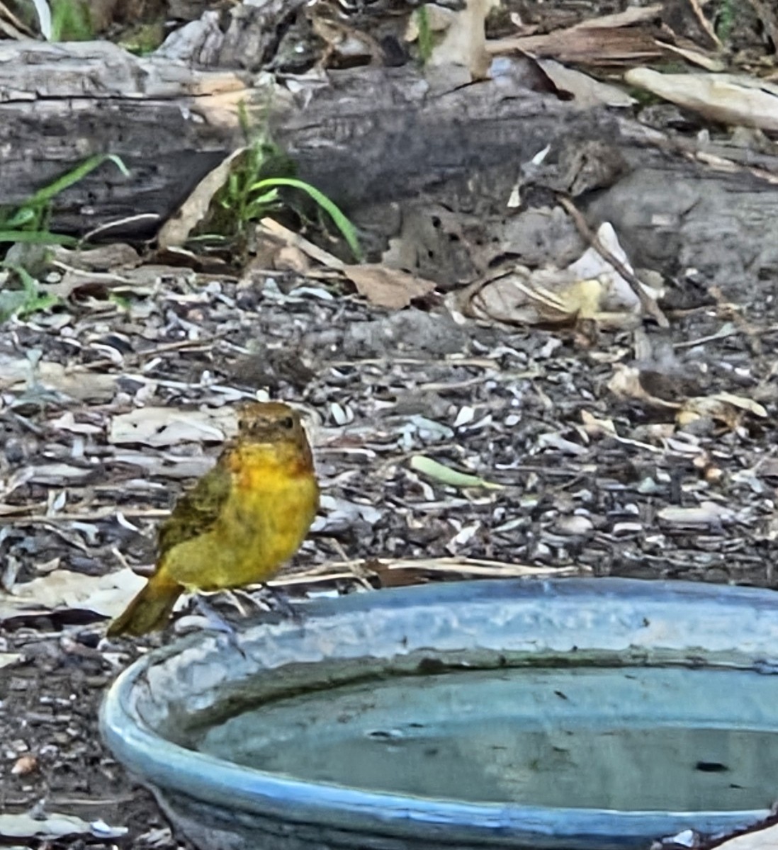 Summer Tanager - ML643725371