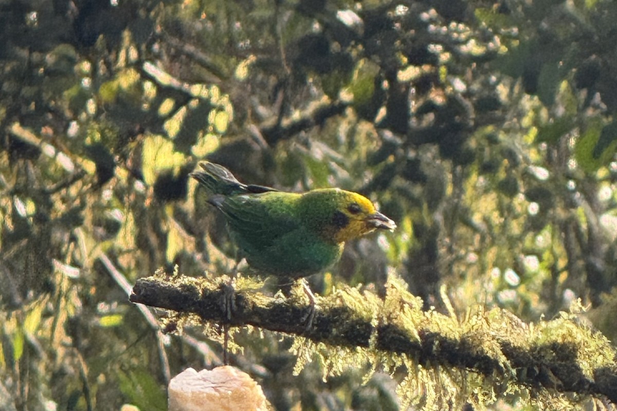 Multicolored Tanager - ML643725381