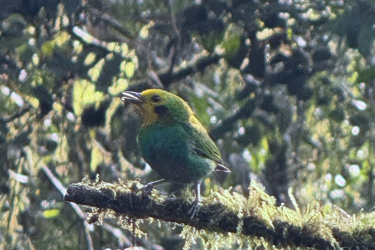 Multicolored Tanager - ML643725383