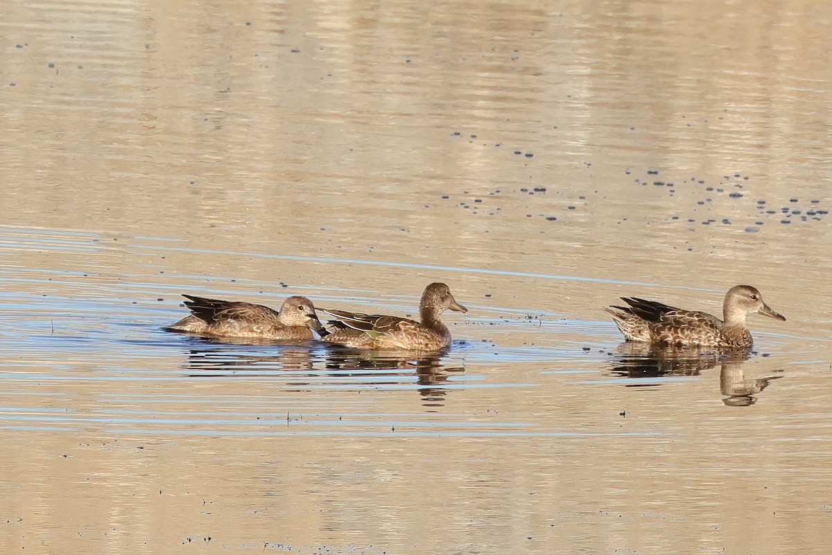 Cinnamon Teal - ML643725387