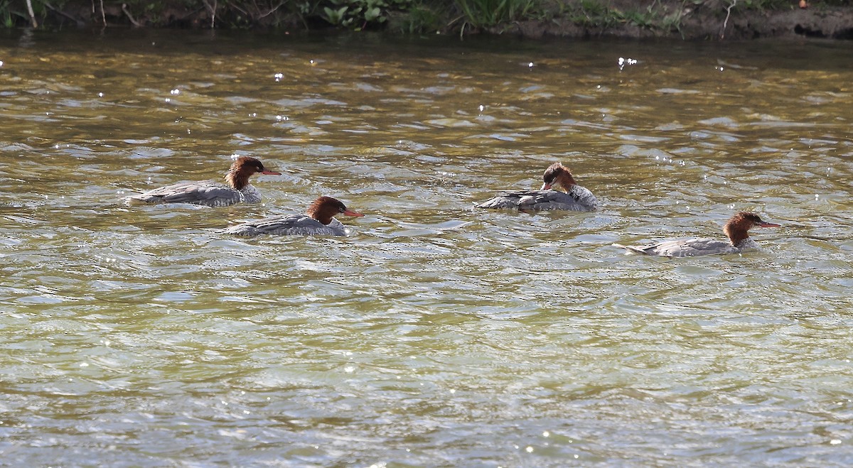 Common Merganser - ML643725388