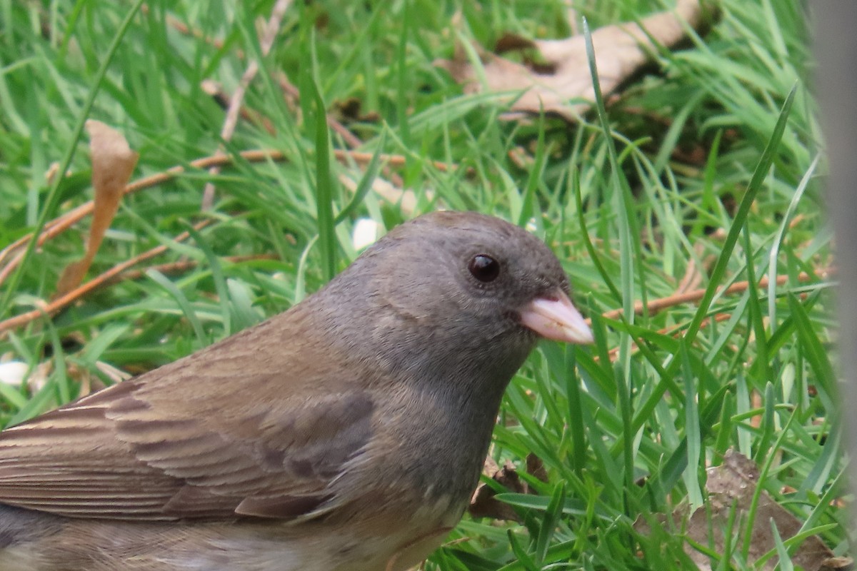 Dark-eyed Junco (Slate-colored) - ML643725397