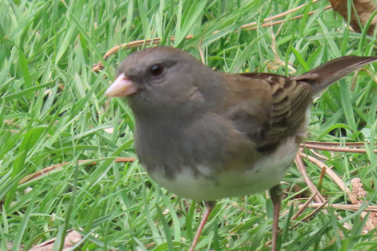 Dark-eyed Junco (Slate-colored) - ML643725398