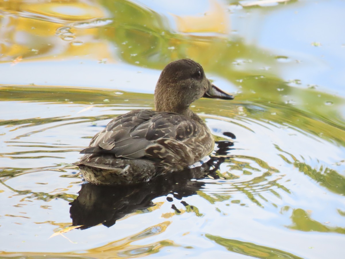 Green-winged Teal - ML643725399