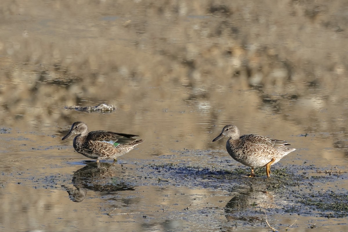 Blue-winged Teal - ML643725404