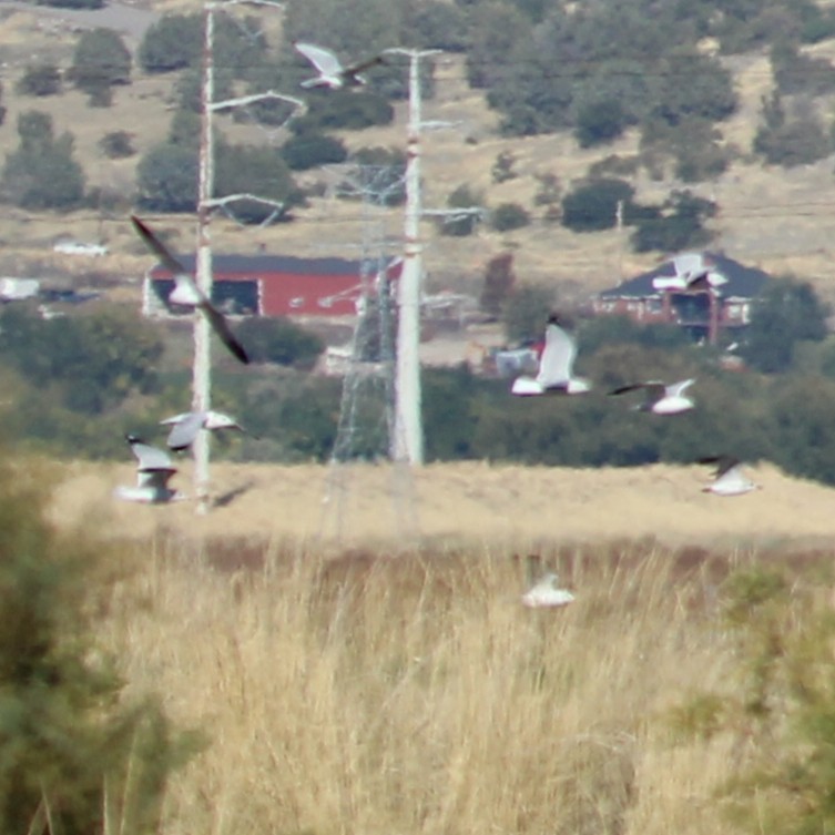 California Gull - ML643725406