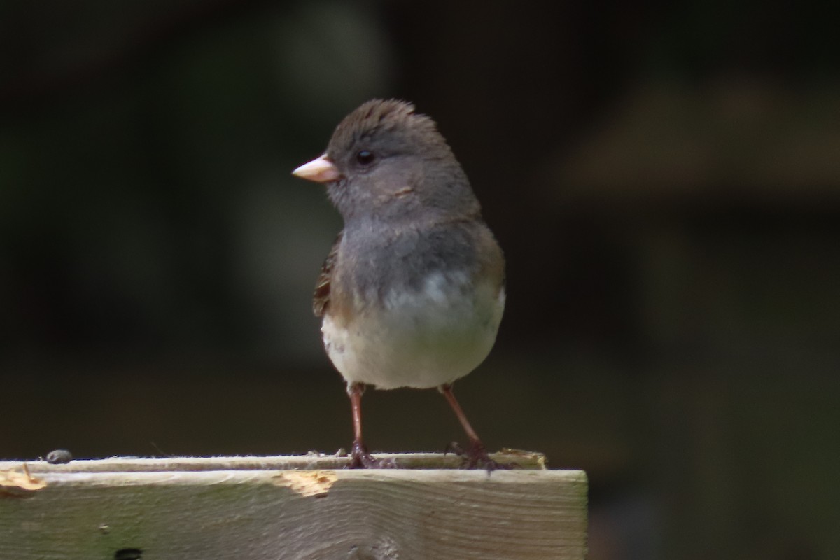 Dark-eyed Junco (Slate-colored) - ML643725407