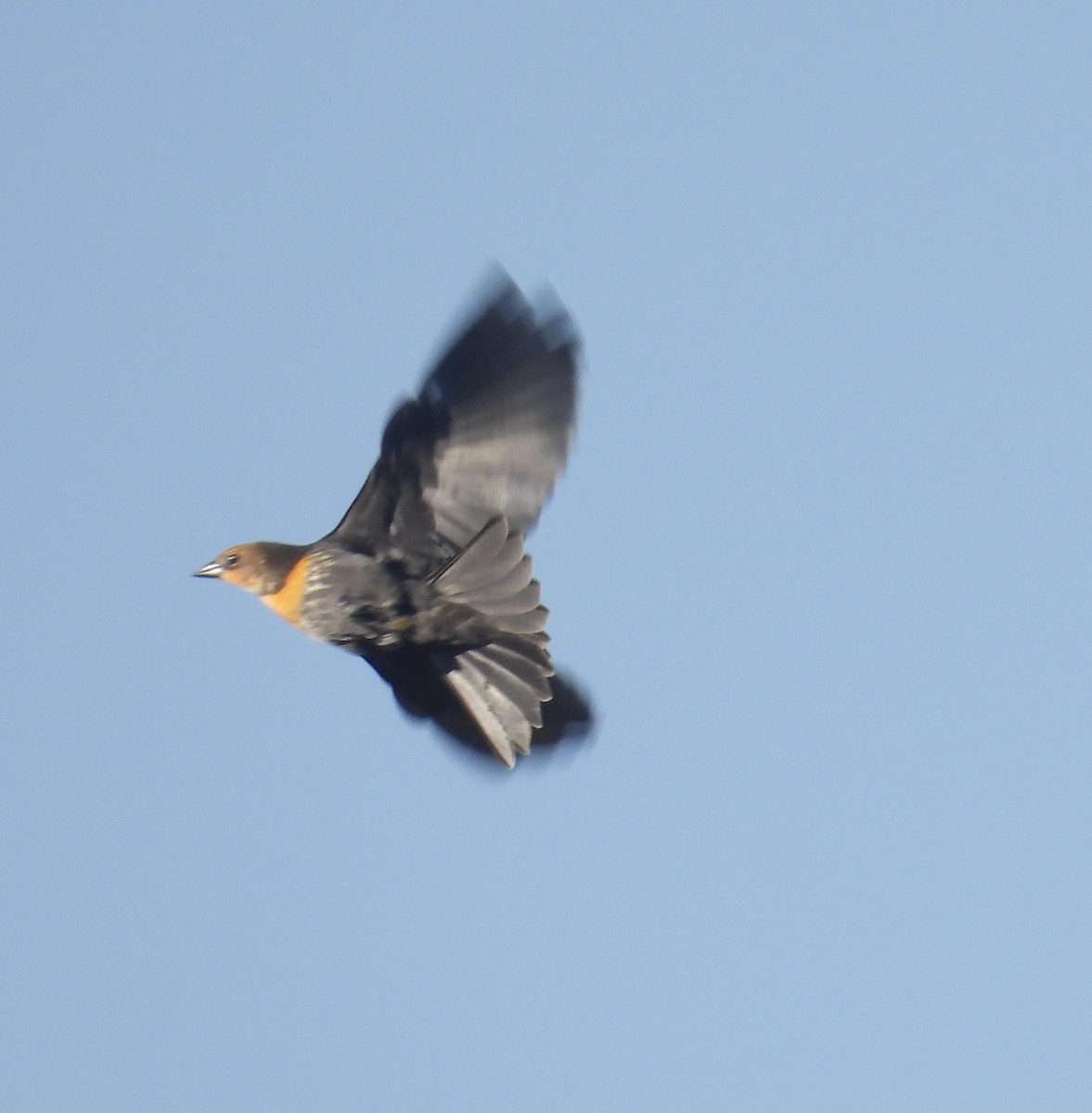 Yellow-headed Blackbird - ML643725412