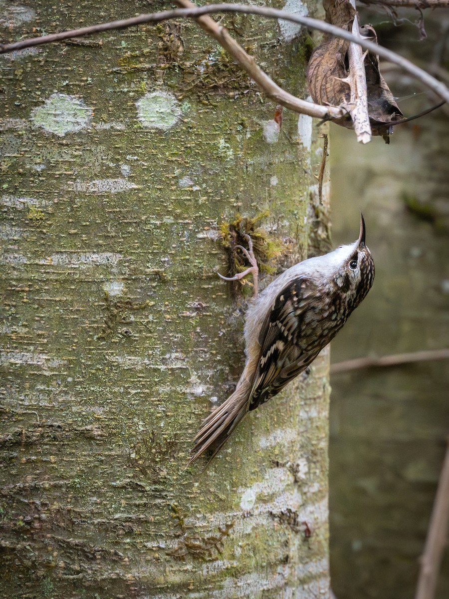 Brown Creeper - ML643725413