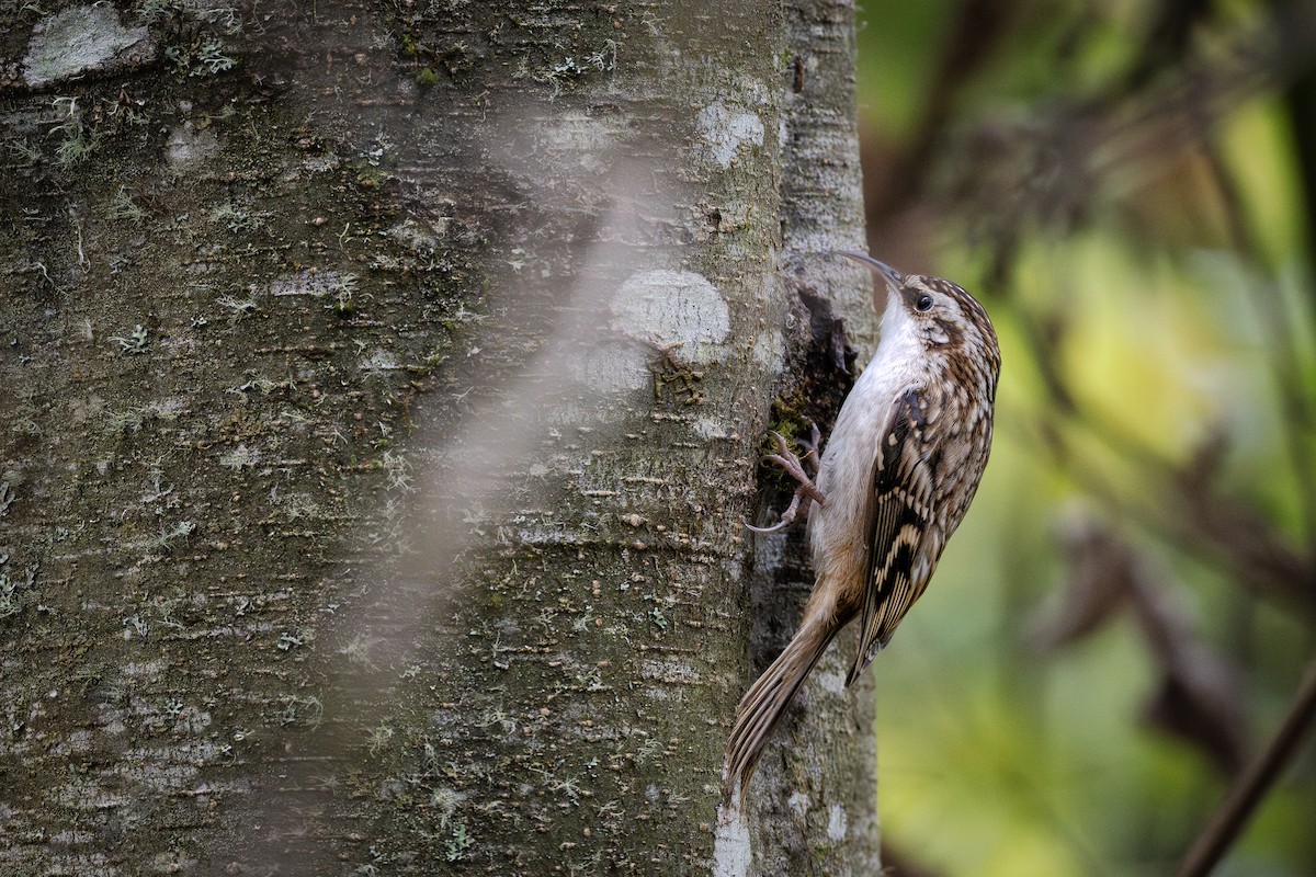 Brown Creeper - ML643725414