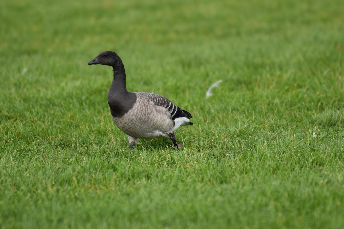 Brant - ML643725422