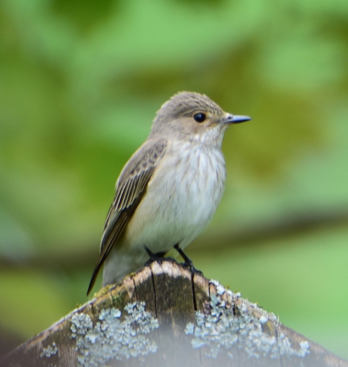 Spotted Flycatcher - ML643725438