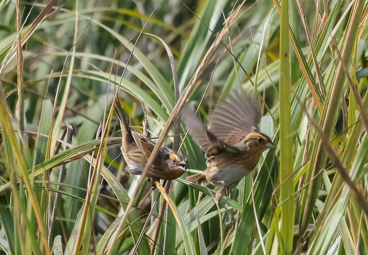 Nelson's Sparrow - ML643725441