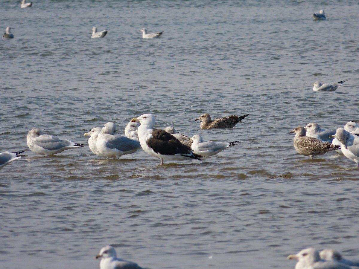 Great Black-backed Gull - ML643725443