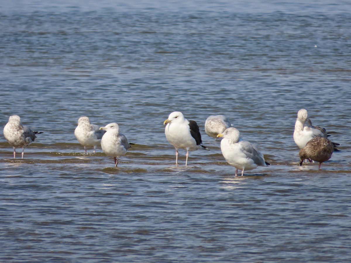 Great Black-backed Gull - ML643725444