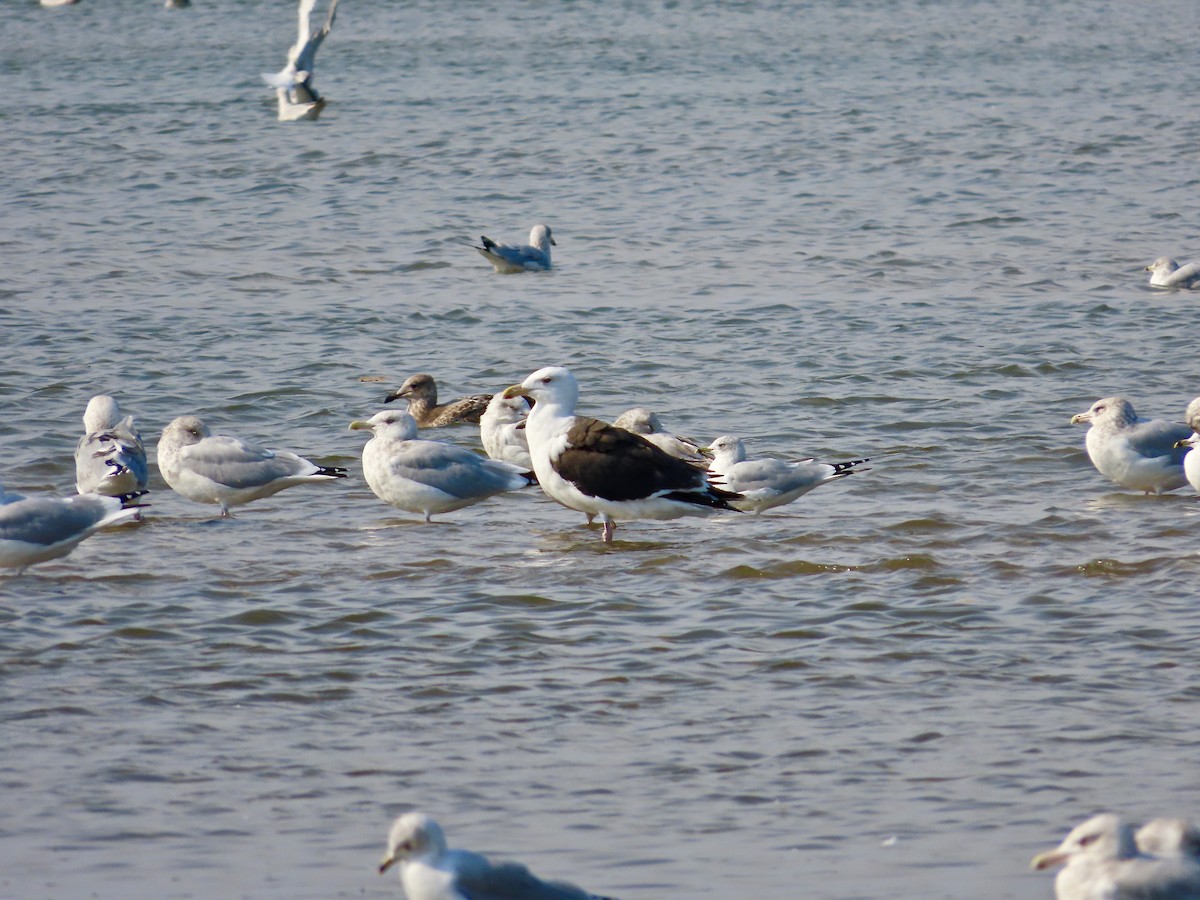 Great Black-backed Gull - ML643725445