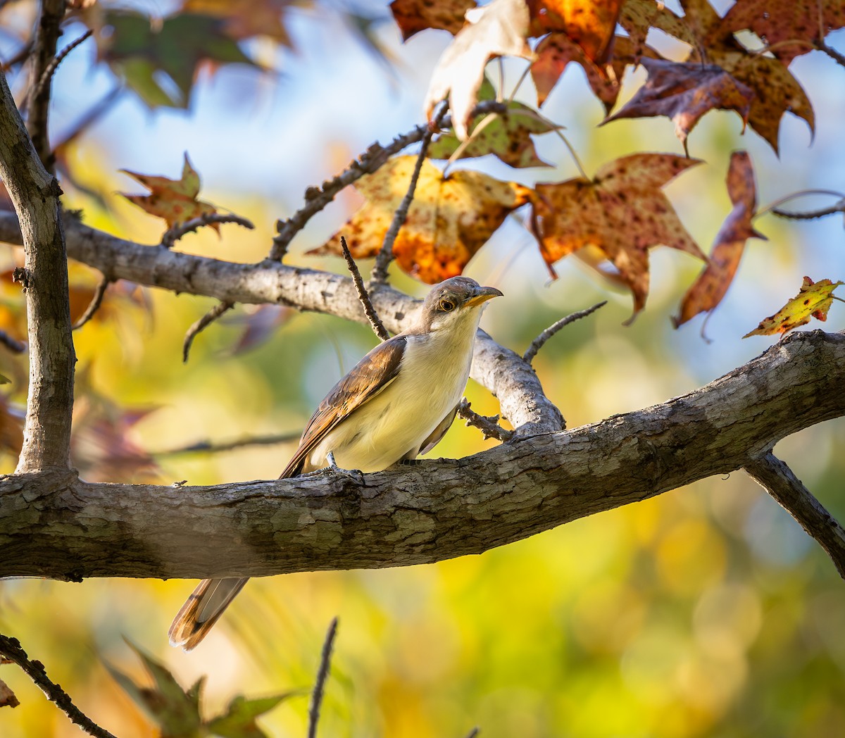 Yellow-billed Cuckoo - ML643725447