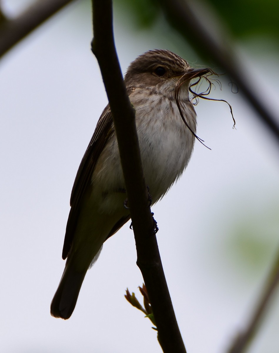Spotted Flycatcher - ML643725449