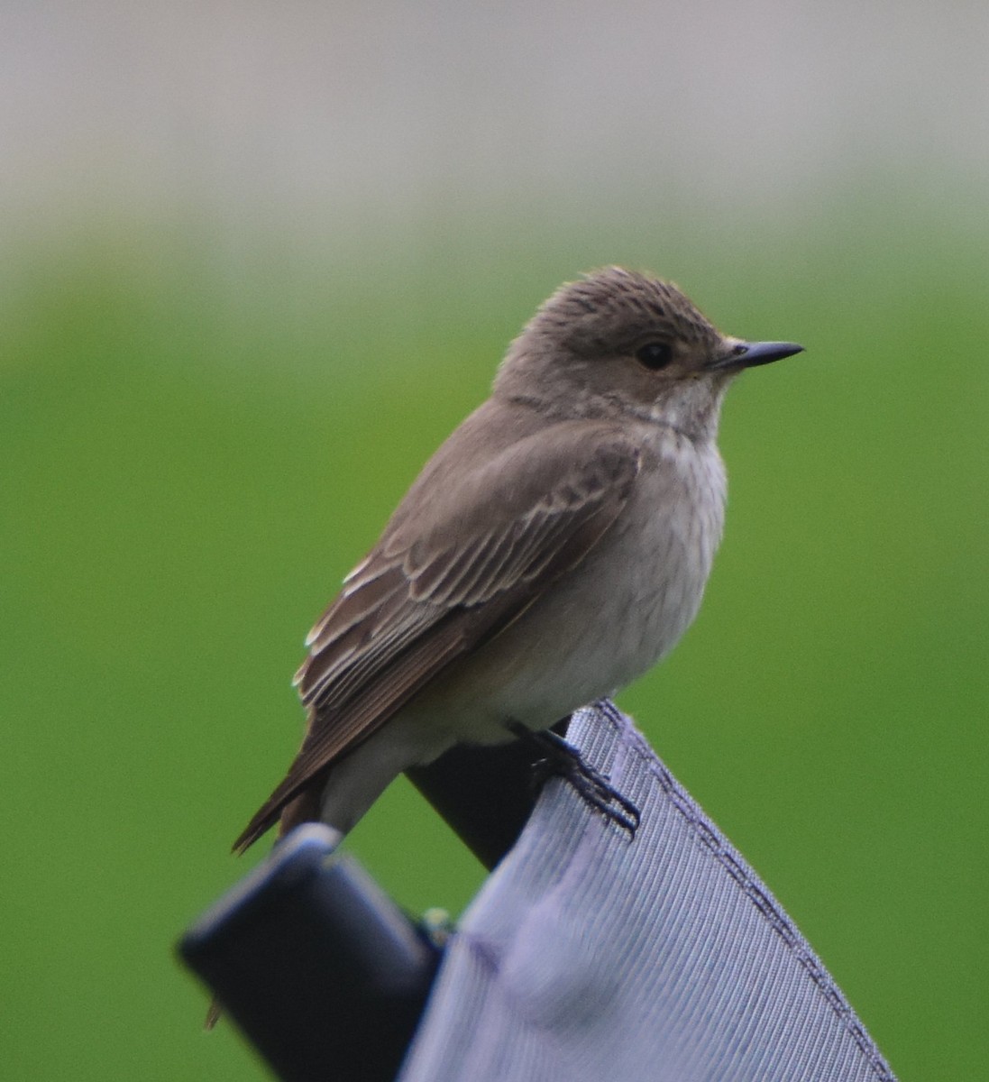 Spotted Flycatcher - ML643725450