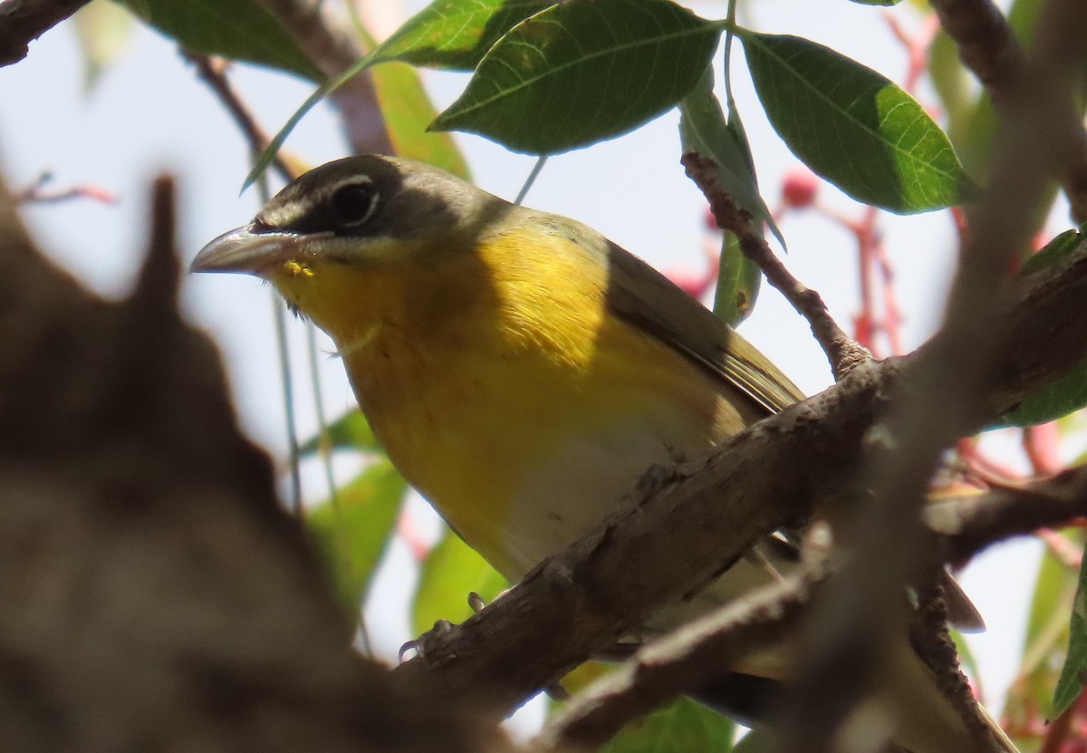 Yellow-breasted Chat - ML643725451