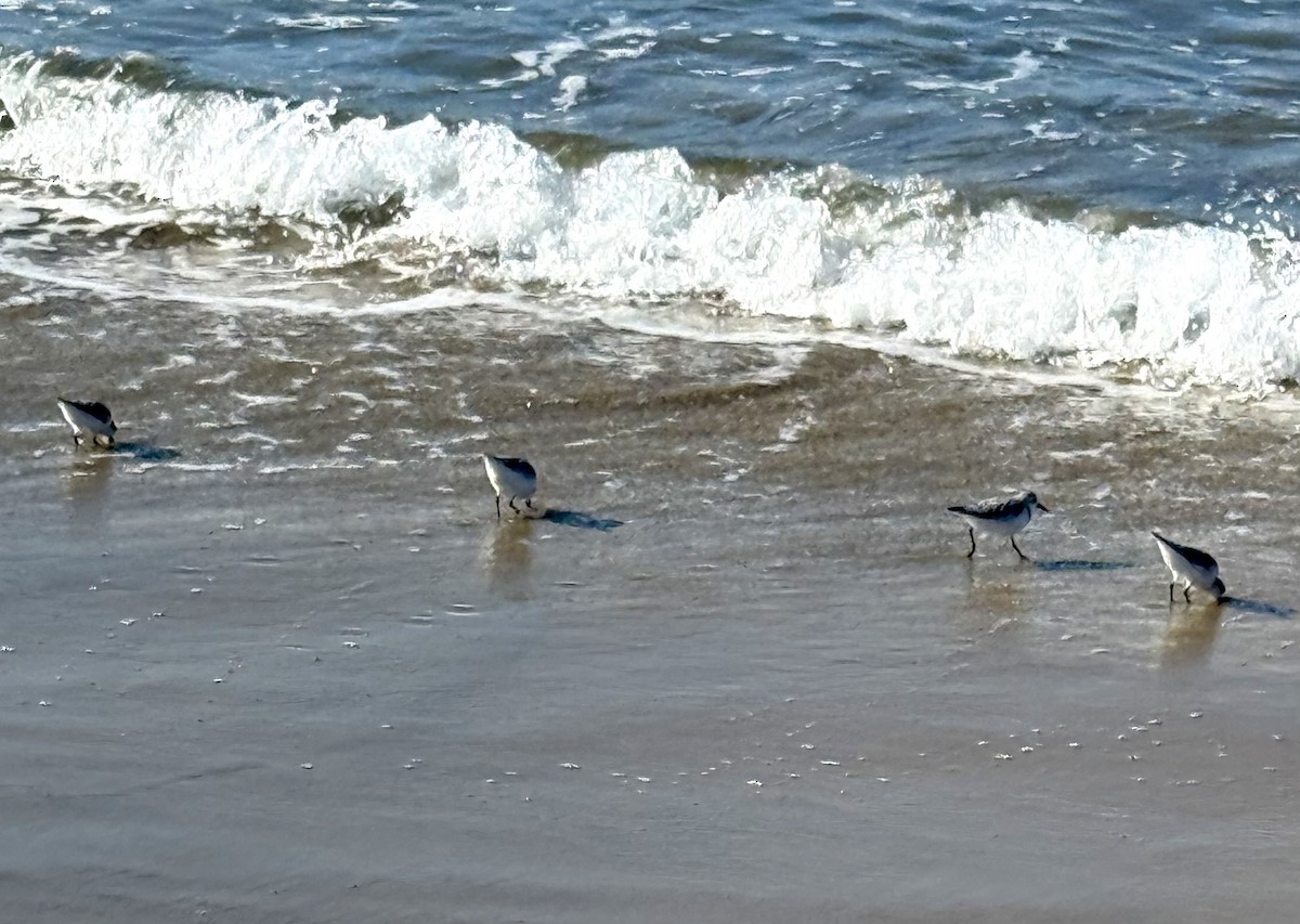 Sanderling - ML643725468