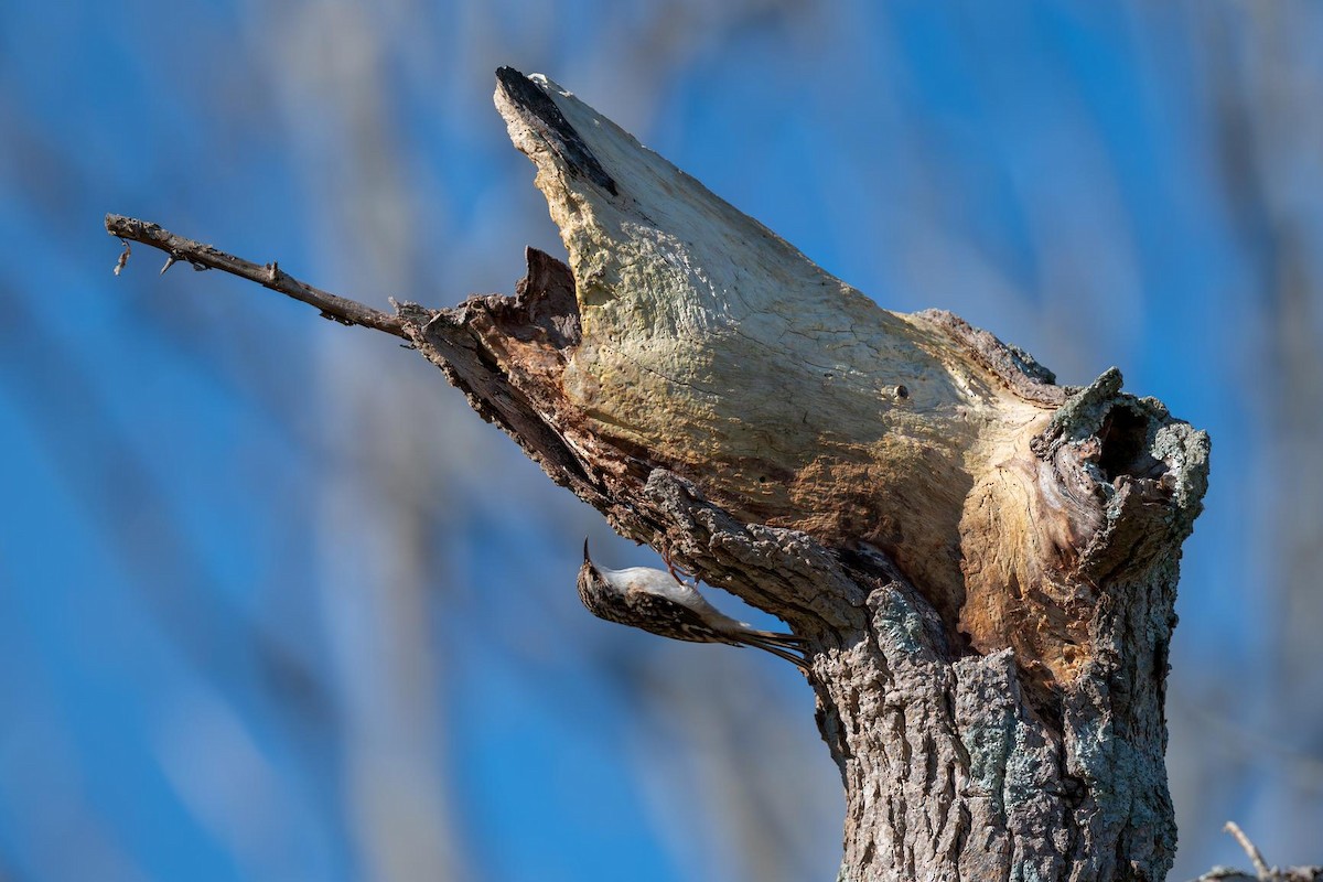 Brown Creeper - ML643725469
