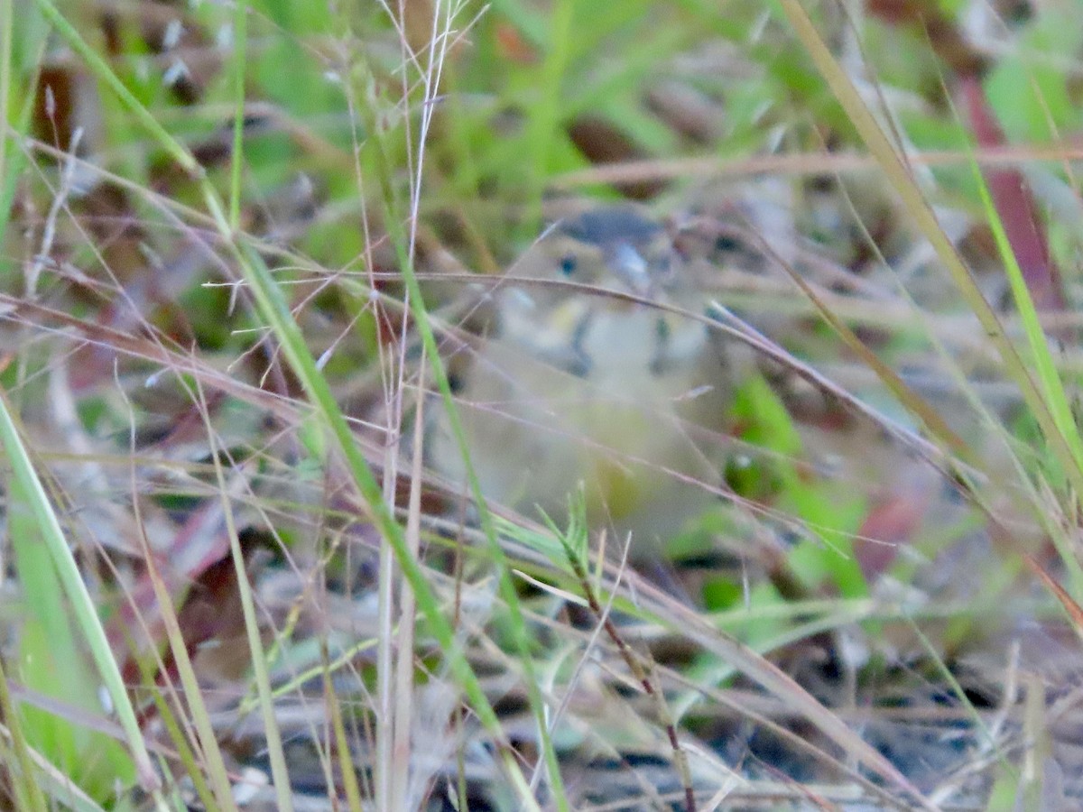 Dickcissel - ML643725484