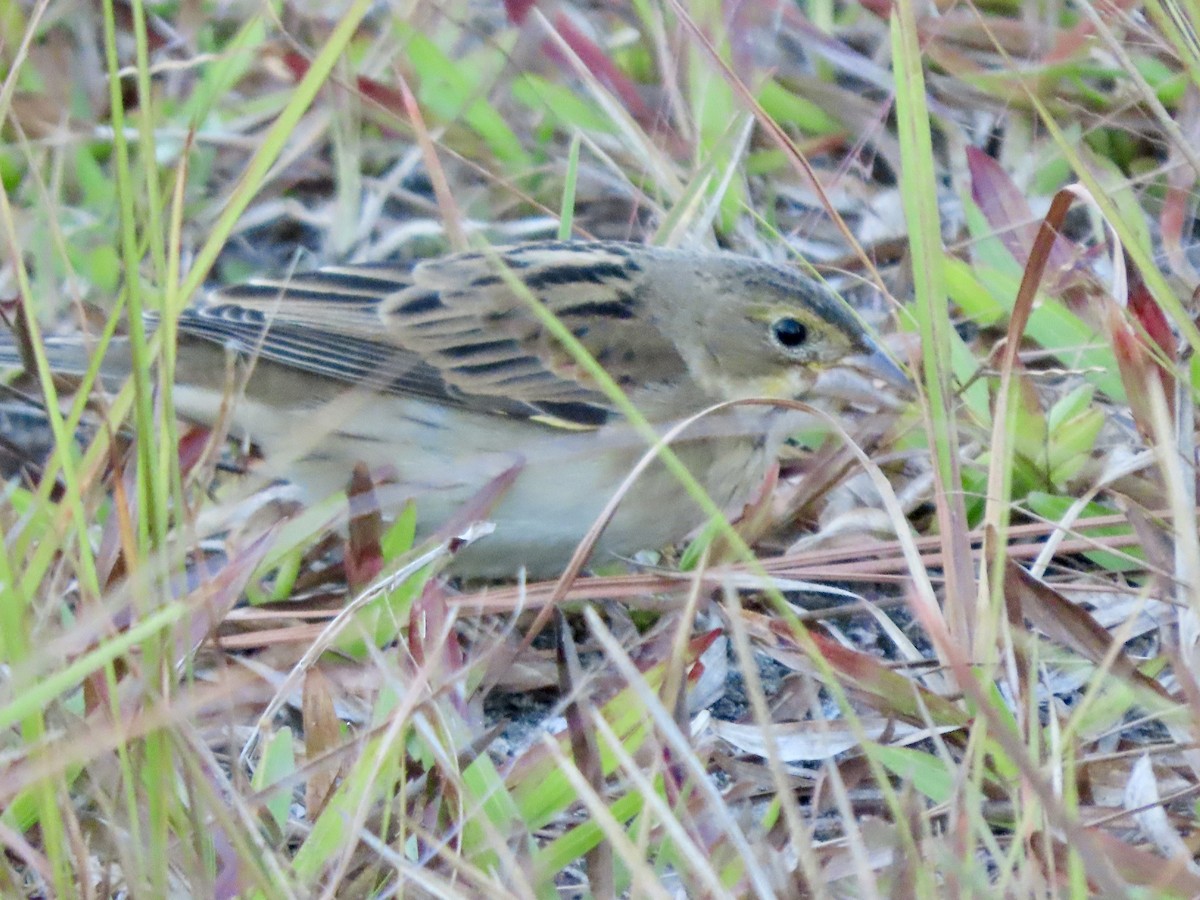 Dickcissel - ML643725485