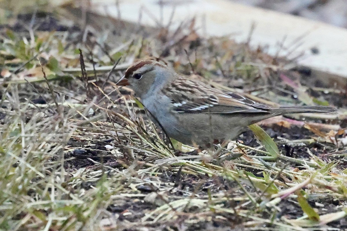 Bruant à couronne blanche - ML643725487