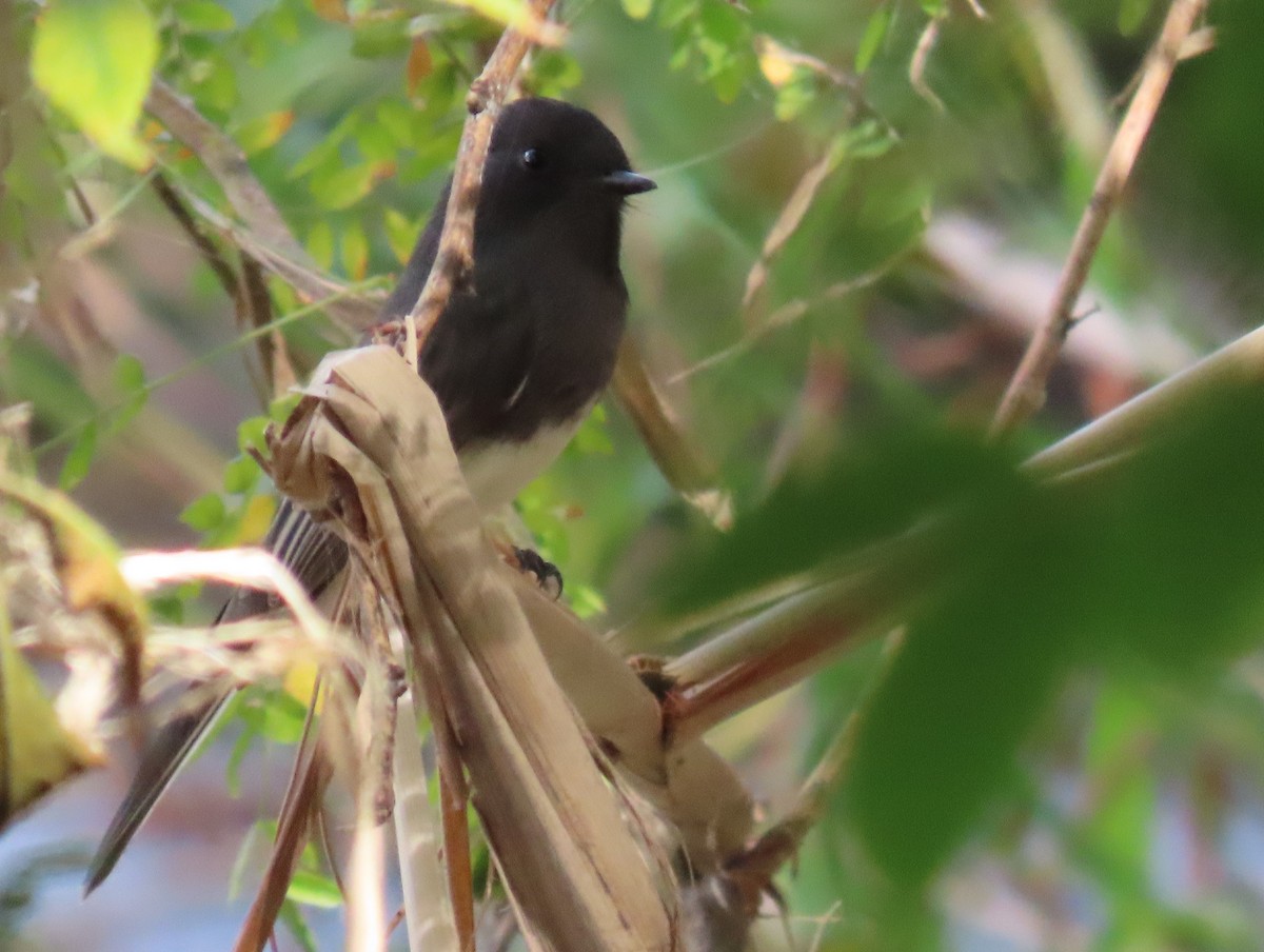 Black Phoebe - ML643725490