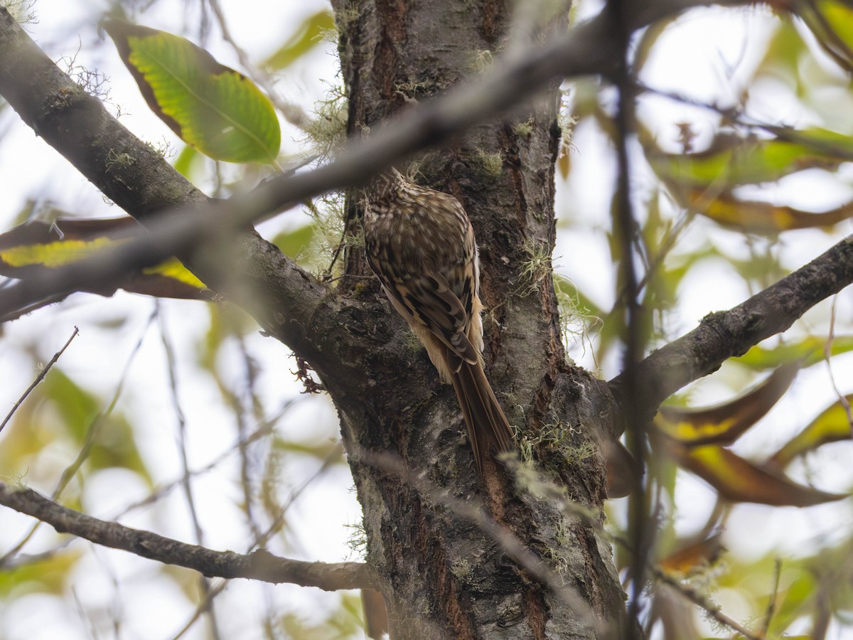 Brown Creeper - ML643725498